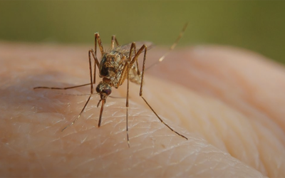 West Nile, le misure di prevenzione sono prorogate fino al 30 novembre