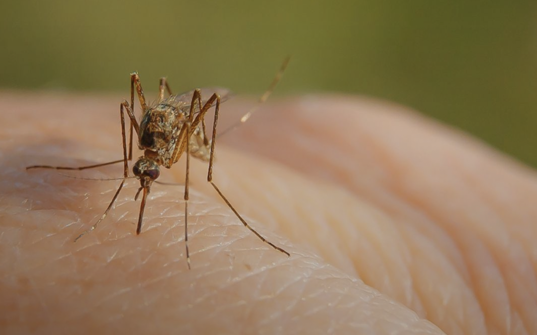 Stop alle misure di prevenzione per il West Nile Virus